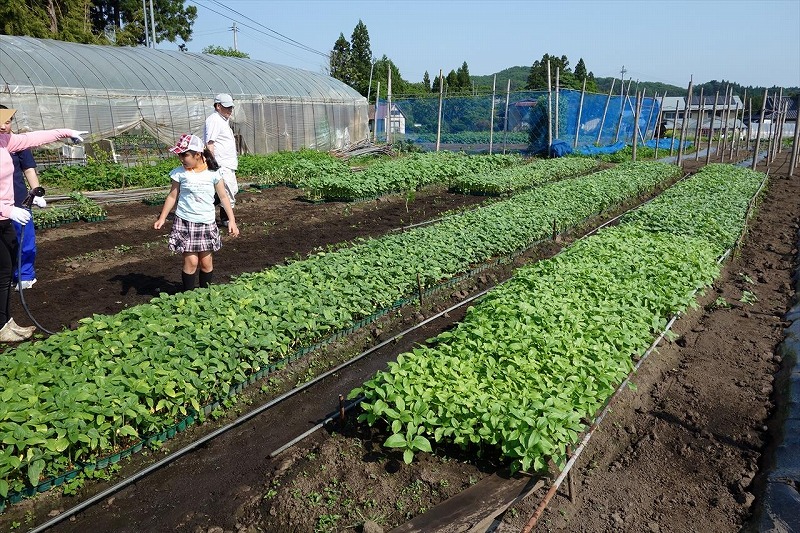 牧野ひまわり会様でのひまわり苗植え18の様子 福島ひまわり里親プロジェクト Web資料館