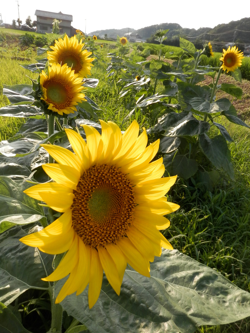 201708_056.jpg