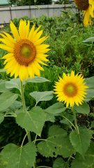 201709_069.jpg