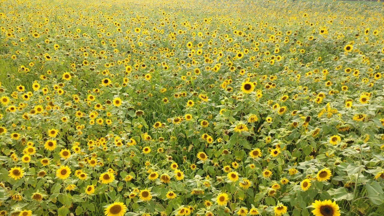 e7bd07109f7d962aa68ec8880577b61b-1745576383.jpg