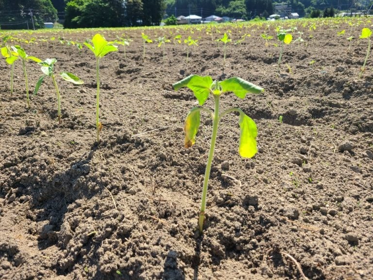 【福島県内在住の子ども限定】ひまわり栽培体験者　募集のご案内