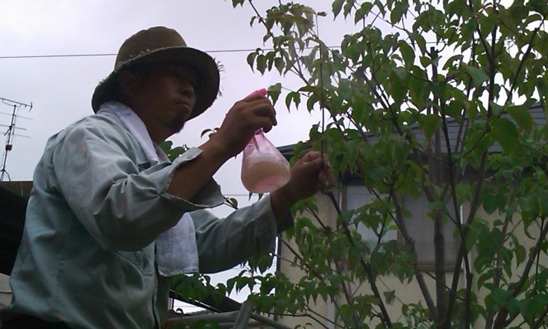 里親　植木屋本舗　オヤカタどん・ミッポさま（佐賀県）