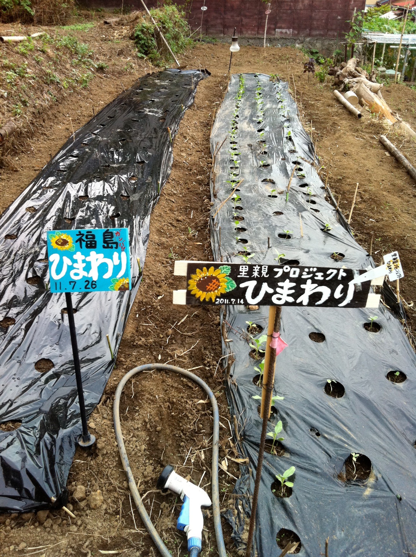 里親　ひまわり福猫さま（神奈川県）