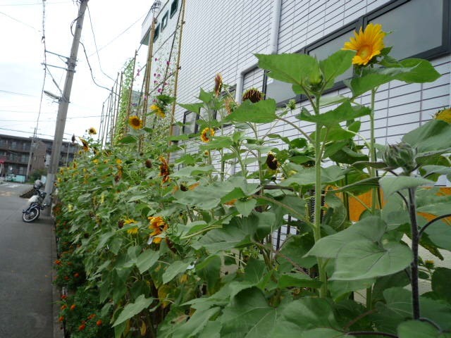 里親　（株）山登さま（静岡県）