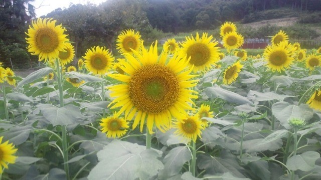 里親　のんちさま（三重県）