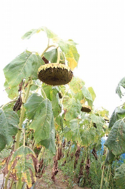 ひまわりの除線の効果について