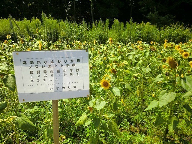 [県内開花情報] 大越町さま, 好間町商工会さま