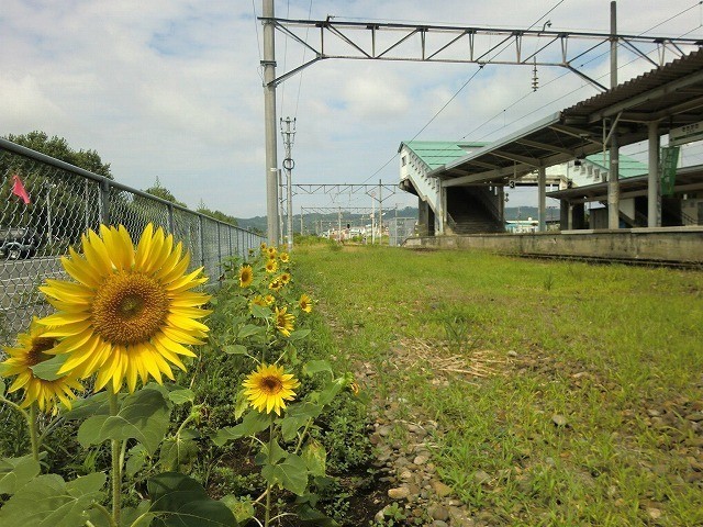 [県内開花情報] JR喜多方駅さま、熱塩温泉さま