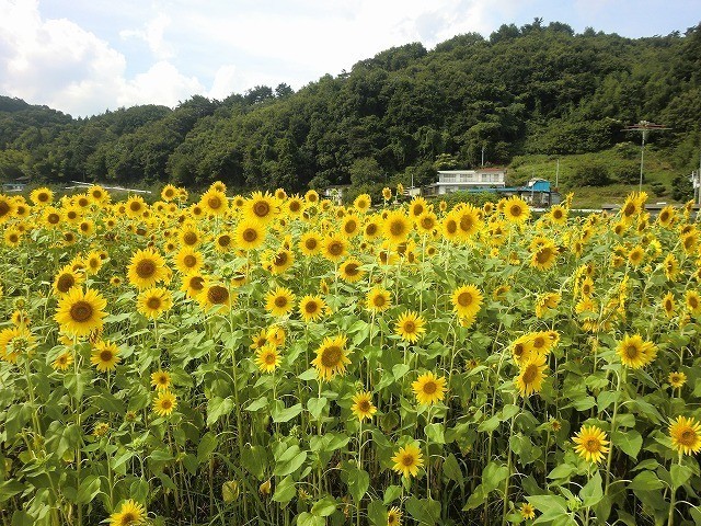 [県内開花情報] アグリプロダクションKさま