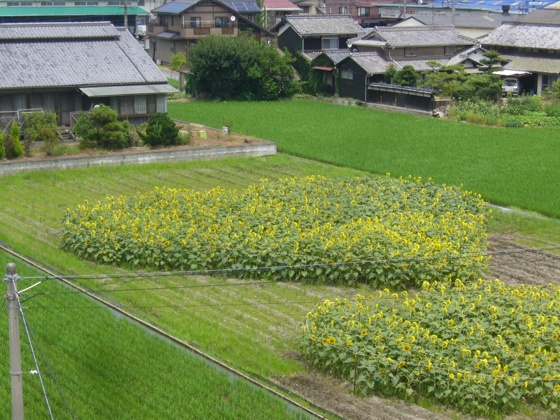 里親さんからのメッセージ（岡山県　ひまわり隊様）