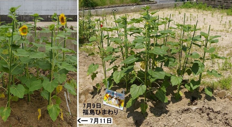 里親さんからのメッセージ（広島県の里親さん）