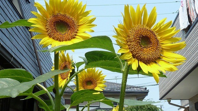 里親さんからのメッセージ（神奈川県の里親さん）