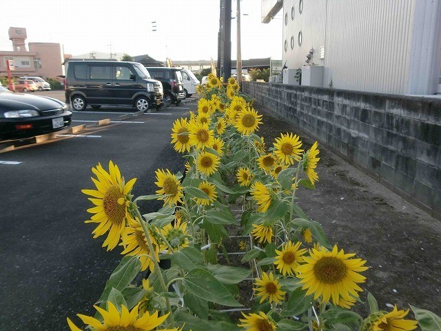 里親さんからのメッセージ（熊本県の里親さん）