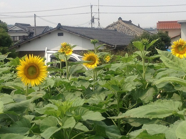 里親さんからのメッセージ（大分県　竹馬会様）