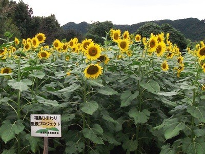 里親さんからのメッセージ（熊本県　美里町農業委員会さま）