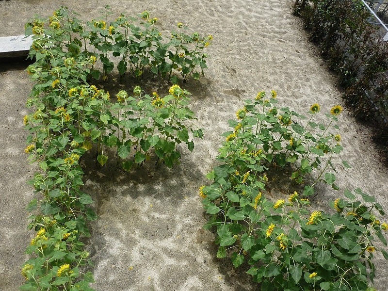 [福島県内開花情報] 福島県立福島商業高等学校