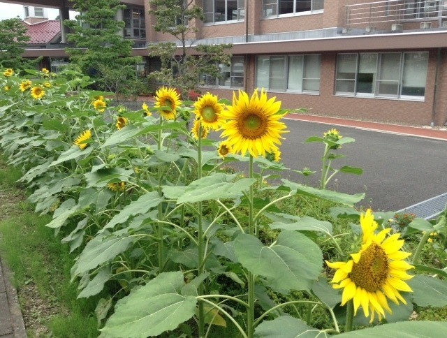 [福島県内開花情報] ケアタウンひまわり 様