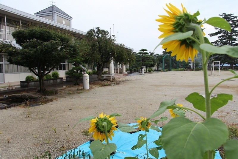 [福島県内開花情報] 二本松市立塩沢小学校 様