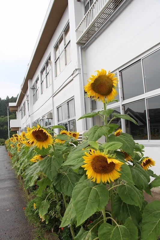 [福島県内開花情報] 二本松市立安達中学校