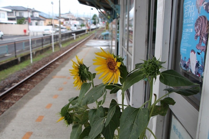 [福島県開花情報] 福島交通株式会社