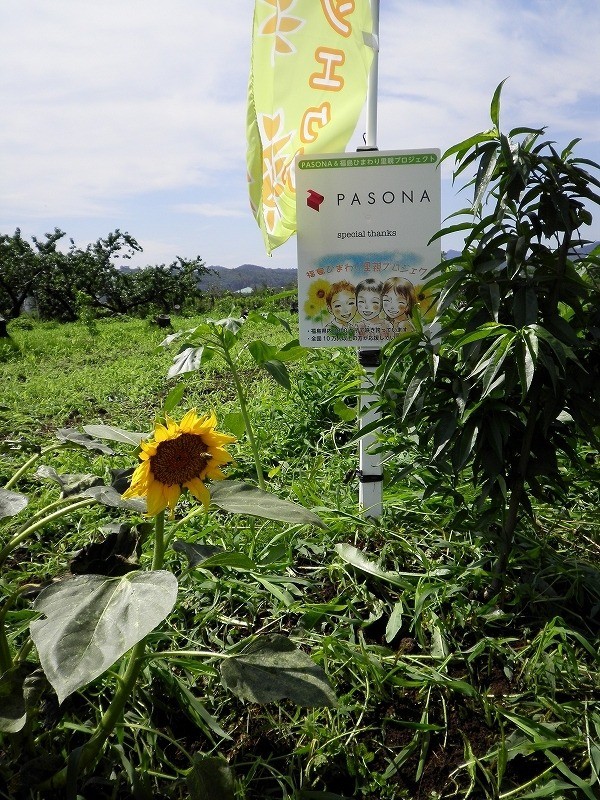 [福島県内開花情報]パソナグループの皆様のきずなのひまわり開花