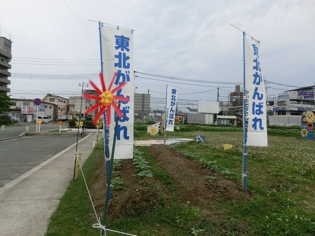 里親さんからのメッセージ（広島県　海田町ひまわりの会　川上様