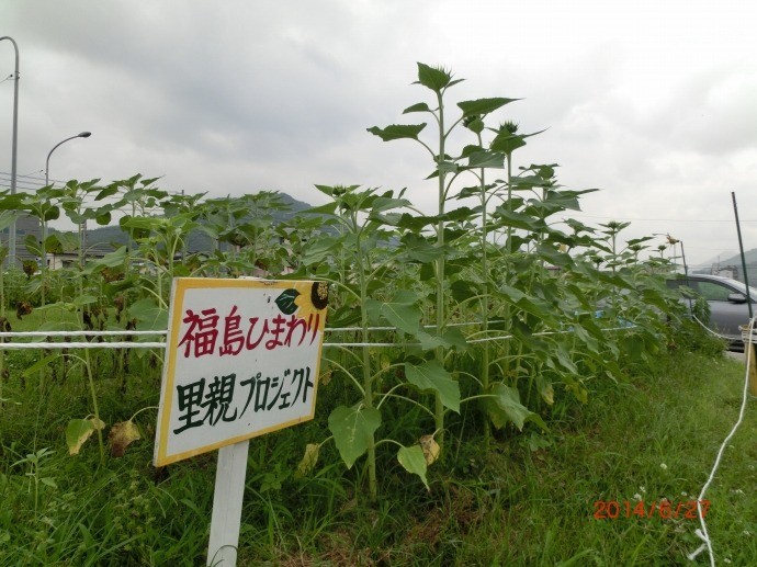 里親さんからのメッセージ（広島県　海田町のひまわりの会）