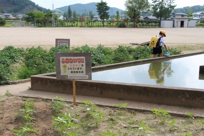 [ひまわり成長状況] 伊達市立上保原小学校 様