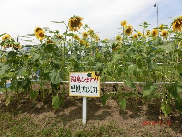 里親さんからのメッセージ（広島県　海田町のひまわりの会様）