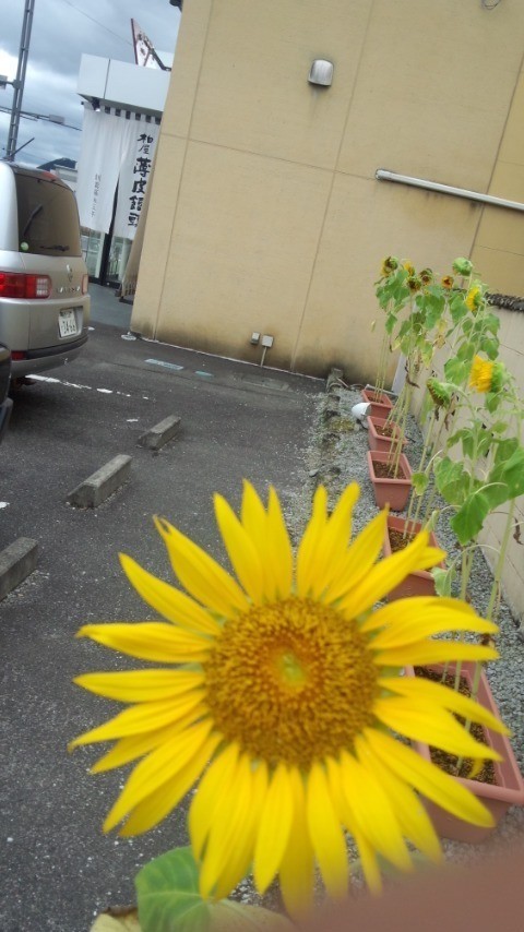 [県内開花] 柏屋 泉店にてひまわり開花中