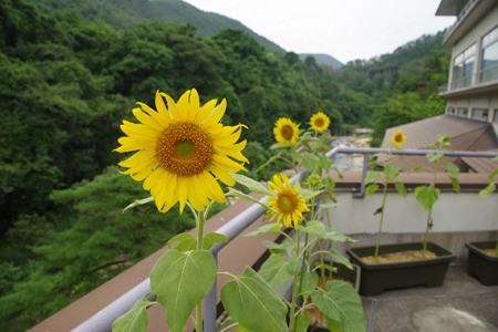 飯坂温泉　吉川屋さんのひまわりも満開