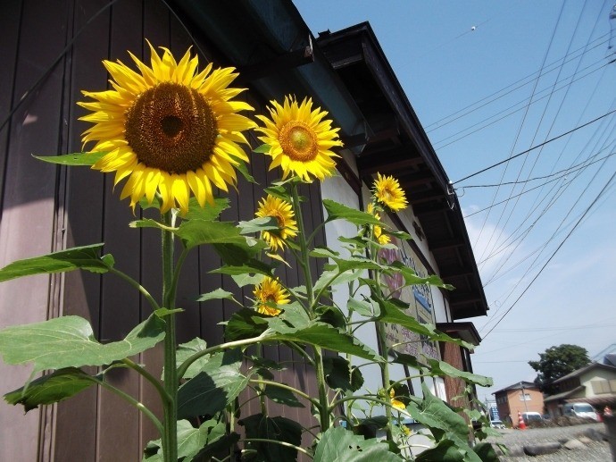 須坂煎餅堂 様の取り組み　～長野県山田さんのひまわりレポート～