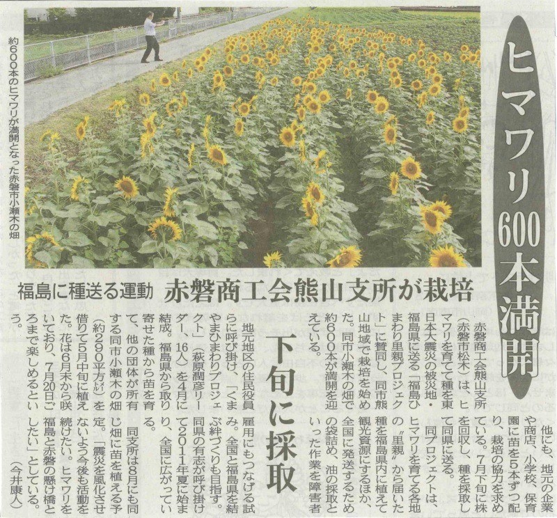 [新聞掲載]ひまわり600本満開　赤磐商工会熊山支所様