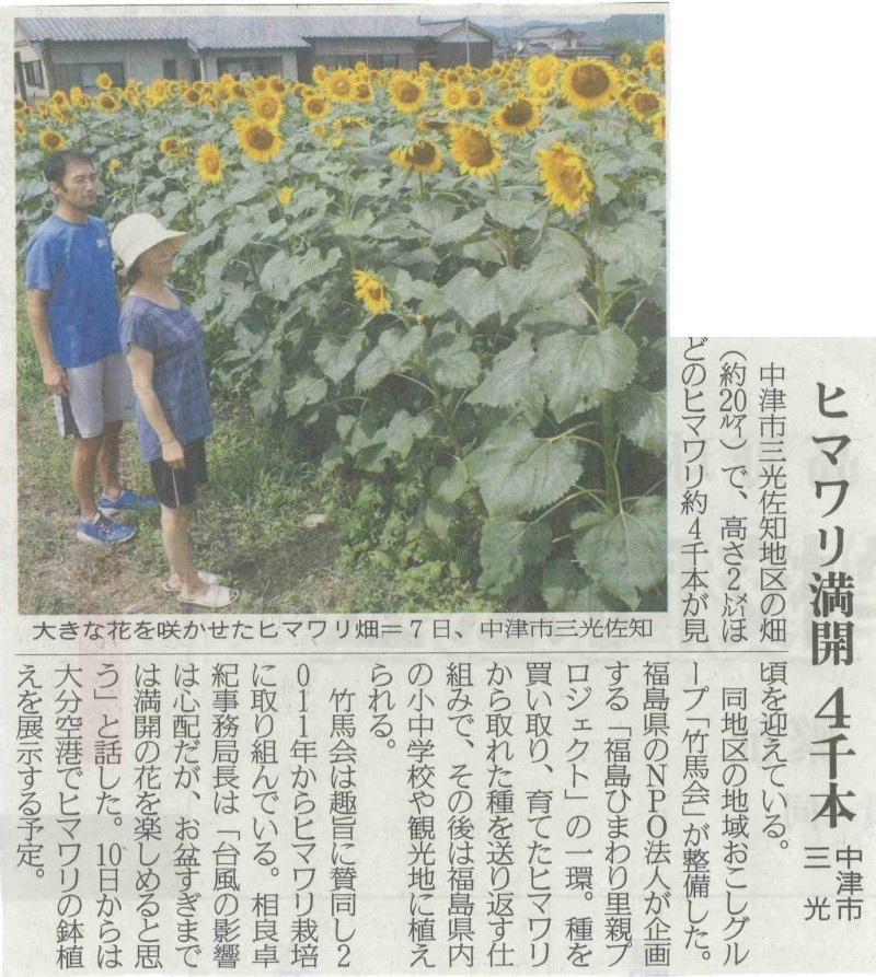 [新聞掲載]ひまわり満開4千本　大分県竹馬会様