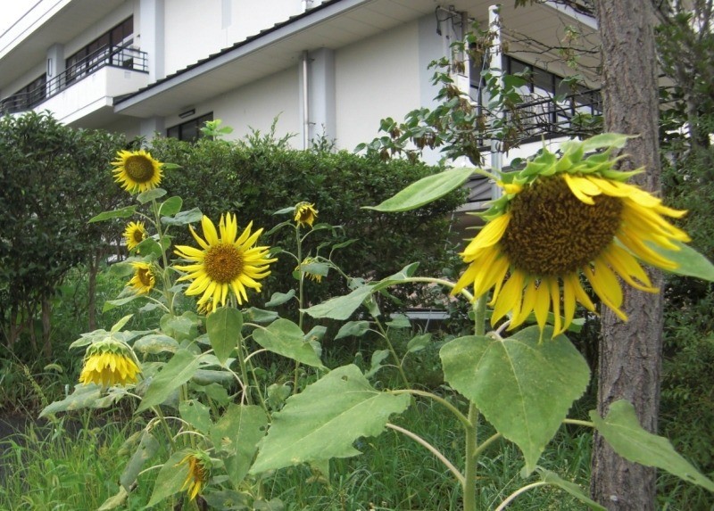 [福島県内開花情報]伊達市立五十沢小学校様