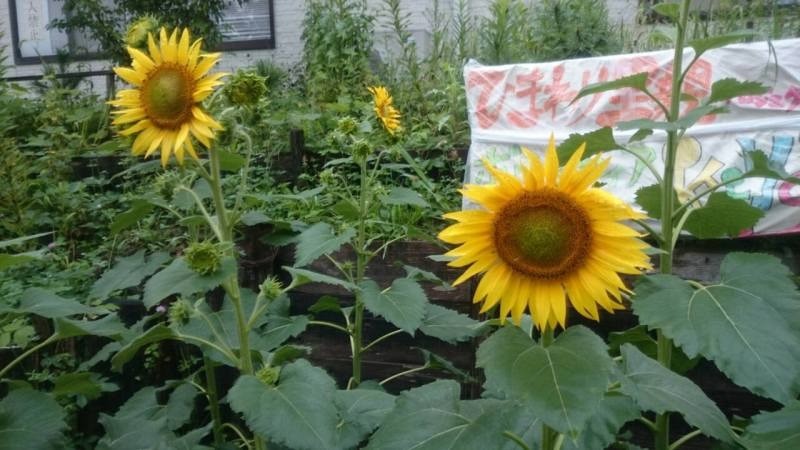 福島大学にてきずなのひまわり開花