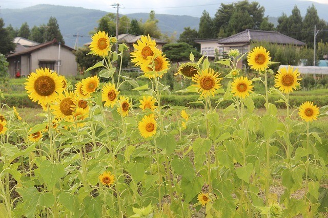 [福島開花報告] 福島愛隣幼稚園　様