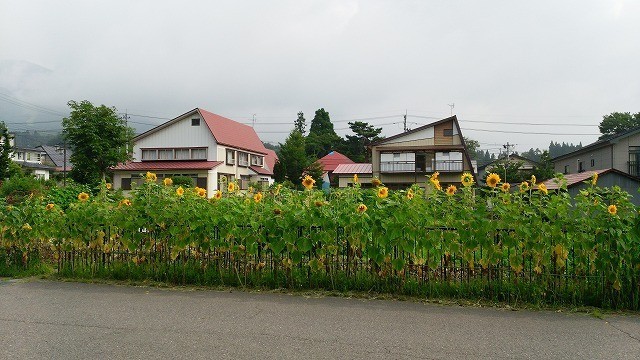 【福島開花報告】猪苗代町立猪苗代小学校様