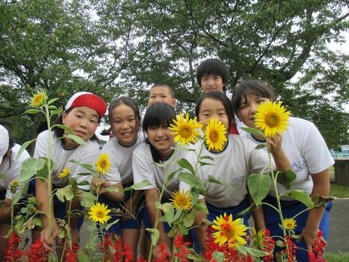 【福島開花報告】矢祭町石井小学校　様