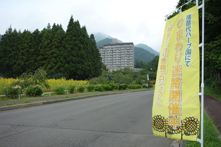 福島県のひまわり観光地