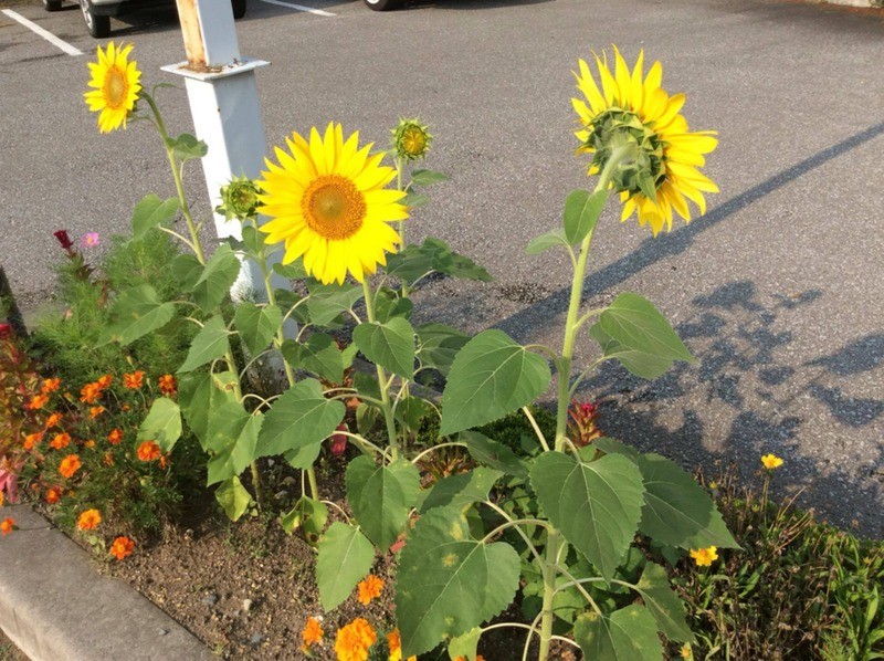 【開花情報】長野県佐久市　ひねくれたひまわり