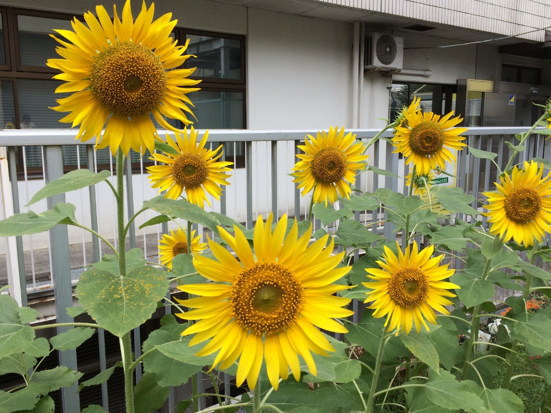 里親さんからのメッセージ（北海道・東京都・大阪府　キーウェアソリューションズ株式会社様）