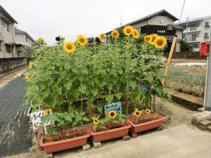 里親さんからのメッセージ（広島県　かいたのヒマワリ屋様）