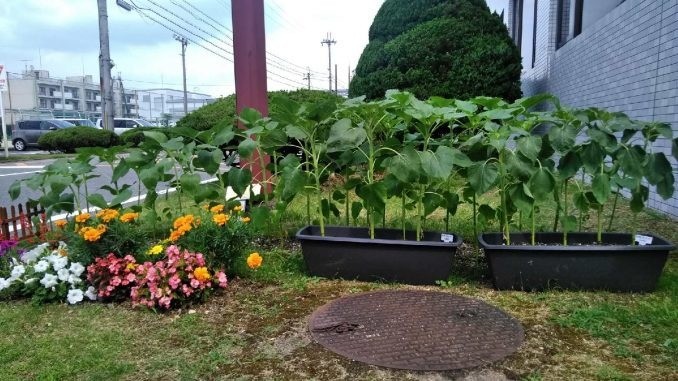 里親さんからのメッセージ（滋賀県　グンゼ（株）守山工場様）