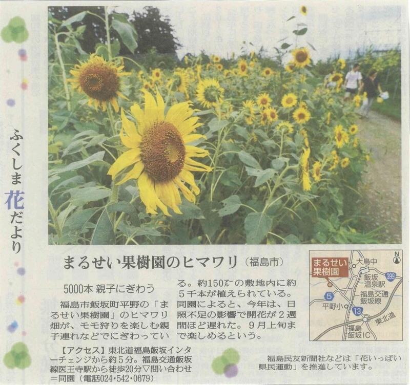 【新聞掲載】まるせい果樹園 様のひまわり畑　＜５０００本咲き誇る＞（福島県福島市）