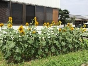 里親さんからのメッセージ（愛知県　グンゼ（株） 江南工場　様）