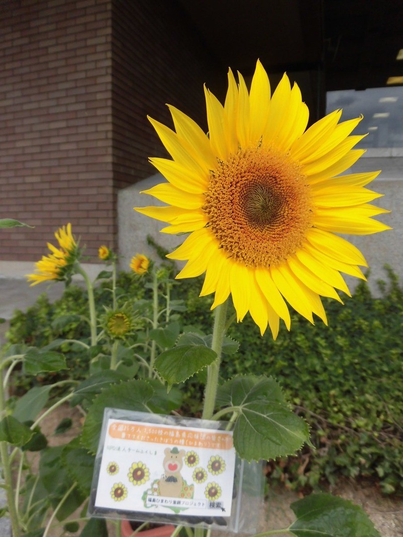 【開花情報】福島県立図書館　様