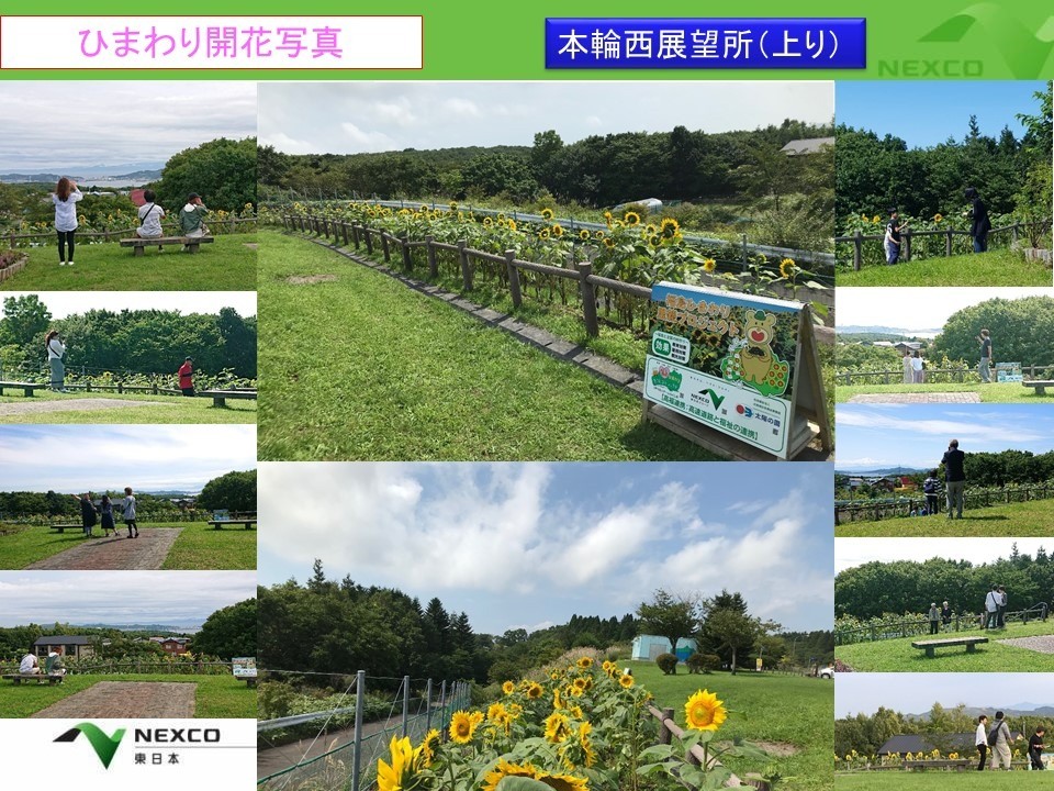 【里親さんの取り組み】NEXCO東日本高速道路株式会社 北海道支社グループ様（北海道）ひまわり開花