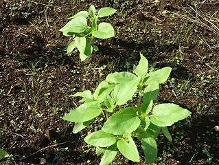 【里親さんの取り組み】グンゼ物流（株）宇都宮物流センター様（栃木県）