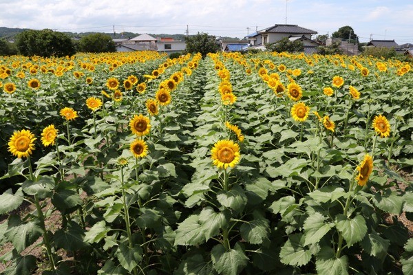 【里親さんの取り組み】中津市佐知の皆様（大分県）